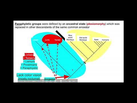 Apomorphies, Plesiomorphies and non-monophyletic groups