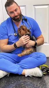 495K views · 16K reactions | This Vet Has the Magic Touch When it Comes To This Trembling Patient 凉 | Animals Doing Things | Facebook