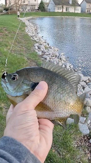 2.8K views · 44 reactions | Love catching big Bluegill with the Papa. Pick up this 1/16 oz in-line spinner @abitfishybaittackle. Link In Bio or FB Shop. | ABitFishy | Facebook