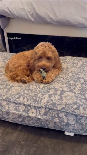 Are you a Sneaky Sock Thief 🧦 Does your pup have a penchant for stealings things be then flashing their cutest puppy eyes? Our dogs have an amazing sense of smell and our socks carry their favorite scent: us! ⚠️ Always supervise your dog when they have a sock, they easily be ingested. #petsarefamily #humananimalbond #dogsaremansbestfriend #socks #dogsocks #dogfacts #happydog #dogparents #cockapoo #hond #chien #perro #perrofeliz #labradoodle #goldendoodle #oodle #spoodle #cavapoo #maltipoo #pood