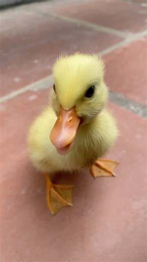 ☀️ A happy baby duck running around the yard! #shorts