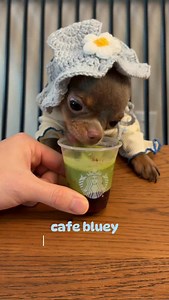 Bluey’s dream is to open a cafe for all of his doggy friends - because dogs deserve matcha too. 🍵 Dog Friendly Recipe: 1. Blend spinach with water to prepare the matcha. 2. Microwave blueberries for 10 seconds to prepare sugar free syrup and cool. 3. Add blueberry syrup to bottom of cup. 4. Add pet safe milk. We used the one from @superpaw_global. 5. Add matcha and enjoy! | Bluey The Chihuahua