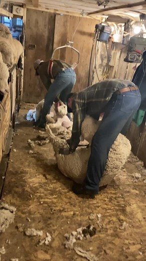 9.3K views · 244 reactions | American  Shearing Trailer | Corey Bricker | Facebook