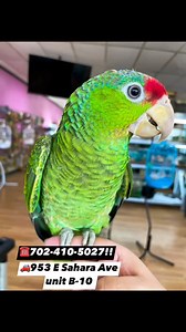 Hand feed baby Red Head Amazon #xtrememundialbirds #lasvegassmallbusiness #lasvegas #birdlife #birds #birdslover #birdsofinstagram #amazonparrot | XM PETS