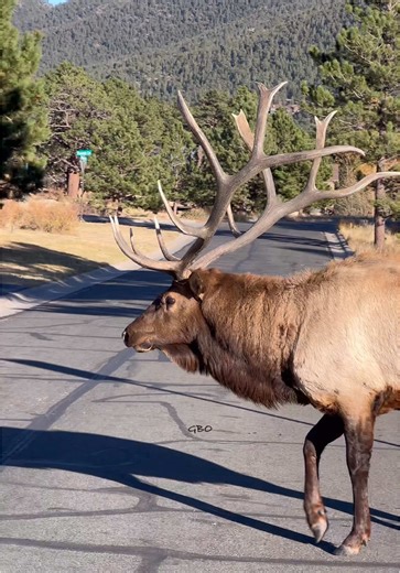 Understanding Elk Antlers: Nature's Engineering Marvel