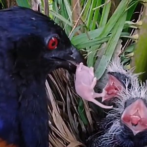 50K views · 1.5K reactions | Little birds eat mice | Review All Birds | Facebook