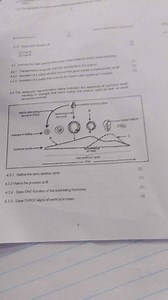 4.3.1 Define the term oestrus cycle (1)4.3.2 Name the process ... | Filo