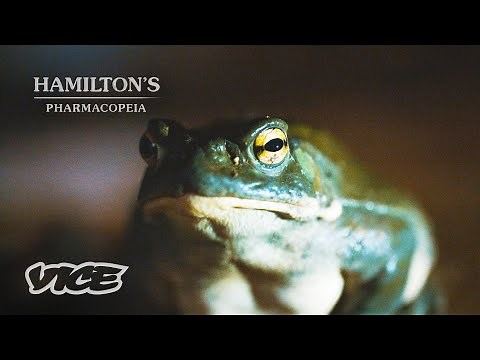 The Toad Ceremonies of the Yaqui Tribe | HAMILTON'S PHARMACOPEIA