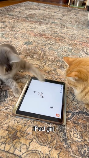 Cat playing on iPad 😂#catgames #videosforcats #cutecat #funnycat #catmom #catplaying #cats