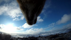 Introducing Deer 242! She filmed her spring 2023 migration via a camera-collar fitted by our biologists, giving us a view into her secret world. We're posting a series of videos from her migration and welcome you to join us on her journey. Deer 242 is one of the oldest surviving deer in the Red Desert deer study. She's 11 years old and migrates between the Red Desert and the Gros Ventre Mountains of western Wyoming. We have data since 2018 of her recruiting at least five fawns through their firs