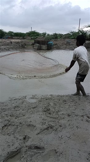 Fisherman Net Throwing || Shorts Fishing || Fishing