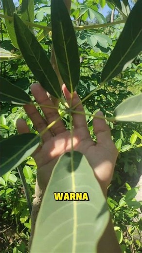The secret of the yellow Tabebuia tree revealed, check the leaves at home #tabebuia #treeseedling...