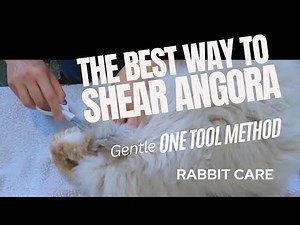 The BEST way to shear an angora rabbit