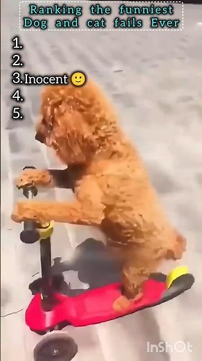 Ranking the Funniest Dog & Cat Fails Ever Caught on Camera 🤣