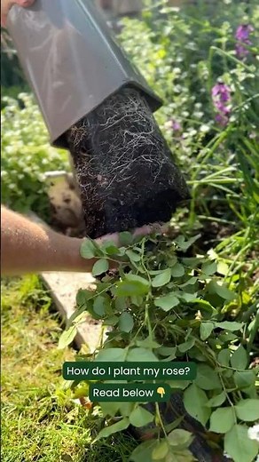 How do I plant a rose? 🪏 #nationalgardeningweek #englishroses