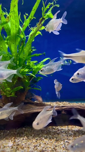 Diamond Tetra Care and Aquarium Setup