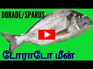 Dorade Fish /Gilthead /Seabream /Sparus Autarus / டொராடோ மீன்