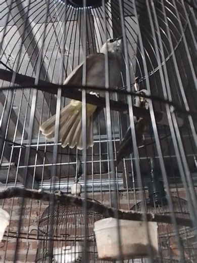 dapat job jaga kenari angkrem🤣 #trucuk #trucukanmania #ropelmania #trucukanindonesia #trucukanropel #trucukan