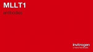 MLLT1 antibodies from Thermo Fisher Scientific