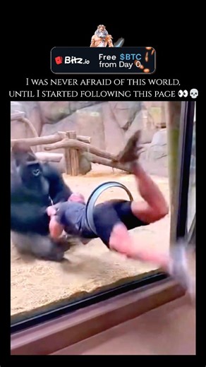 wierd_world on Instagram: "Gorillas are the largest living primates and our second-closest living relatives, sharing approximately 98.3% of their DNA with humans. Native to the tropical forests of equatorial Africa, these "gentle giants" are divided into two main species: the Western Gorilla and the Eastern Gorilla. Despite their immense strength—an adult male can be over ten times stronger than a human—they are primarily herbivorous, spending much of their day foraging for bamboo shoots, stems,