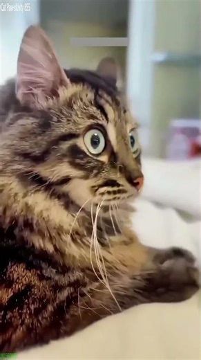 Funny Pets 😾 funny cats meme 🐈‍⬛ # #1638