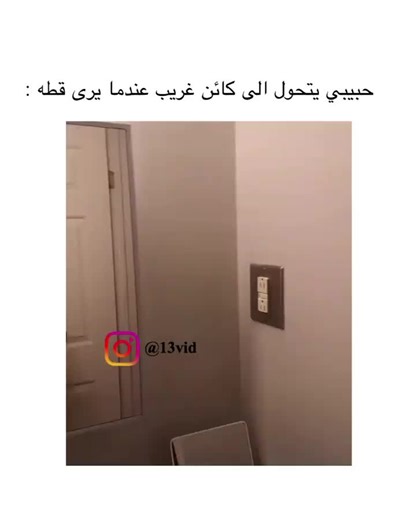 Cat Interaction in a Cozy Living Room Setting