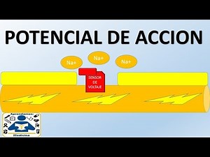 POTENCIAL DE ACCION