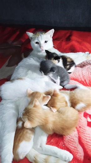 ❣️ Loving Mother Cat Feeding Her Baby Kittens 🐱🍼 | Heartwarming Moment ❤️#shorts