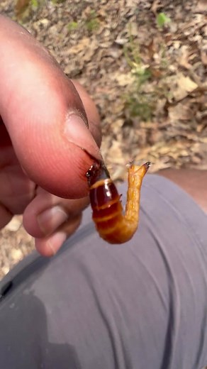 Eastern Click Beetle larva chewing on my finger! 🥹 #beetle #insects #bug #animals #fyp #fypシ ##foryoupage