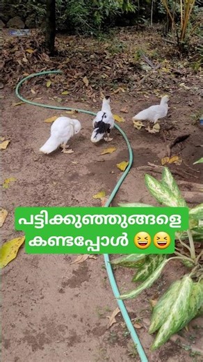 Did you see the ducklings running when they saw Sylvie and Platy 🤭😆