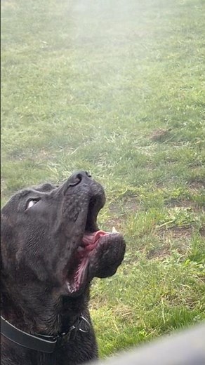 Cane Corso