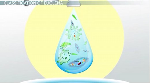 Euglena | Characteristics, Structure & Life Cycles