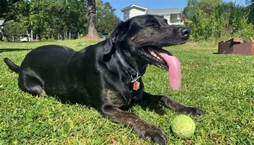 WATCH: Dog holds Guinness World Record for longest tongue