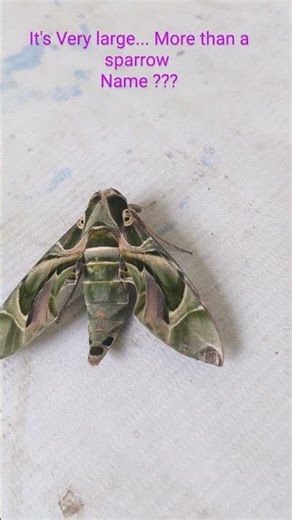 Army Green Moth | Nature’s Camouflage Master"