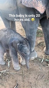 8K views · 335 reactions | While filming for our potential next rescue, I looked over and saw a tiny baby in the corner of my eye, the smallest elephant I've ever seen. So, I walked over and learned it had been born just 20 hours prior. The little one seemed to be in pure shock. What a blessing for me to see such a new baby. Wish this were in the wild. I'm going to keep a close eye on it. See if I can't get more info. -#followersreels | elephantrescue | Facebook