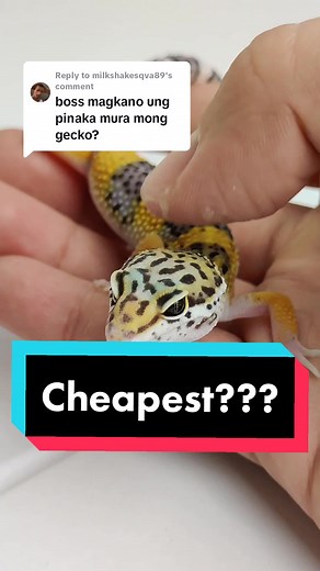 Budget-Friendly Leopard Gecko Care Tips for Beginners | Normal Morph