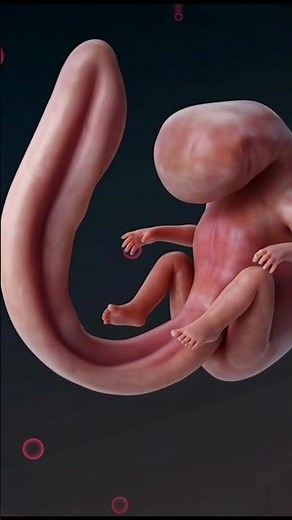 How a Human Embryo Turns Into a Baby | 3D Medical Animation #education #science #embyo #shorts