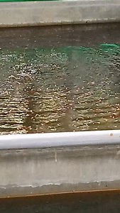 ♦️Albino Full Red Guppy ❤️❤️ ♦️Rajshahi - 01712866733 | RS Color Fish Farm