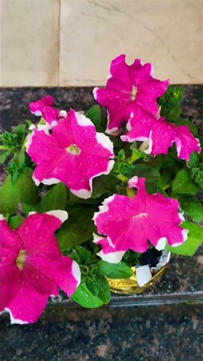 petunia plants care tips