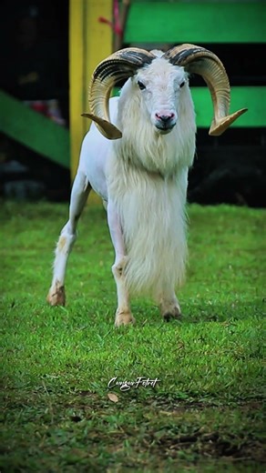 handsome sheep walking backwards #dombagarut #domba #sukadombaofficial #sheep