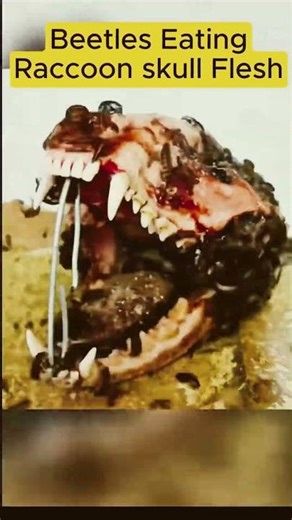 Beetles VS Raccoon Skull: Can they clean it? 💀🪱