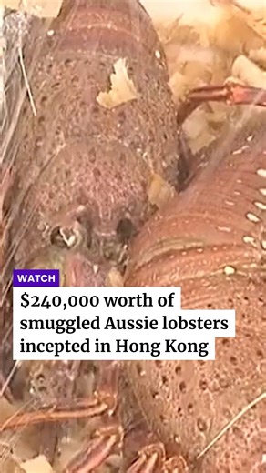 A haul of $240,000 worth of smuggled Australian lobsters has been incepted in Hong Kong. It's believed the crustaceans were bound for mainland China ahead of the Lunar New Year. Read the full details via link in bio. #ACM #National #Lobster | The Border Mail