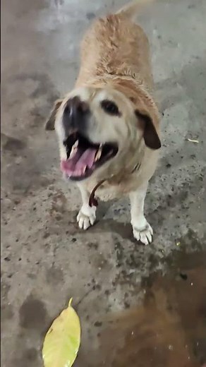 Never ending zoomies ✨ #laila #labrador #zoomies