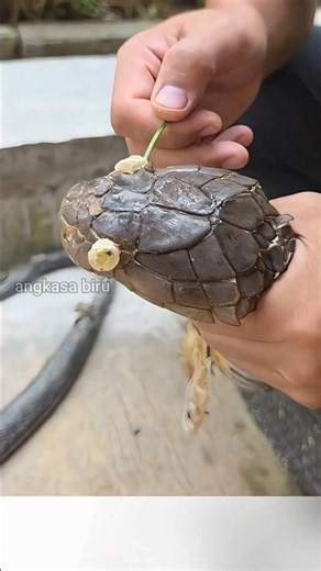 Cloudy Eyes on a Snake? Be Careful During Ecdysis!#snakefacts #ecdysis #shorts