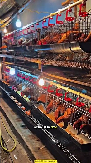 Home-Based Egg-Laying Chicken Farming, Perfect for Retirement