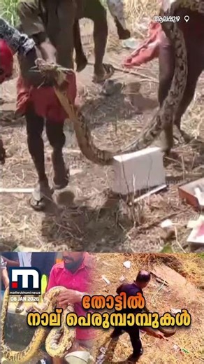 ആലപ്പുഴയിലെ തോട്ടില്‍ നിന്ന് നാല് പെരുമ്പാമ്പുകള്‍ പിടികൂടി | Snake Rescue Alappuzha