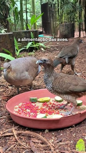 May at the Bird Park: activities, trails, and sounds of the Atlantic Forest.