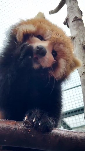 Red Panda Kiss After Washing Face 💋