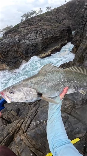 Cohen James on Instagram: "Insane moment a couple of months ago! 8lb Leader 8lb braid - Daiwa Tierra 1.5-3kg - 2500 Emeraldas reel @baitjunkieofficial 4” Grub. Is this the biggest fish caught on a squidding reel ? 🤣 #fishing #landbased #daiwaaustralia #fishingseq #fishingaustralia"