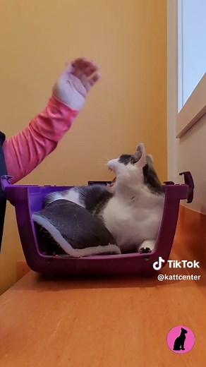 Giving Gabapentin to a cat #gabapentin #kattcenter #fyp #cat #catlove #catoftheday #catsoftiktok #love #pets #petsontiktok
